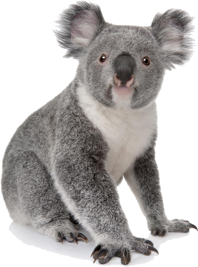 918 X 1000 4 - Koala Png (918x1000), Png Download