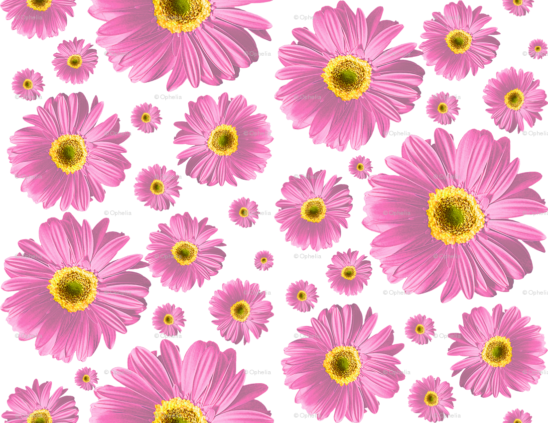 African Daisy (1100x850), Png Download