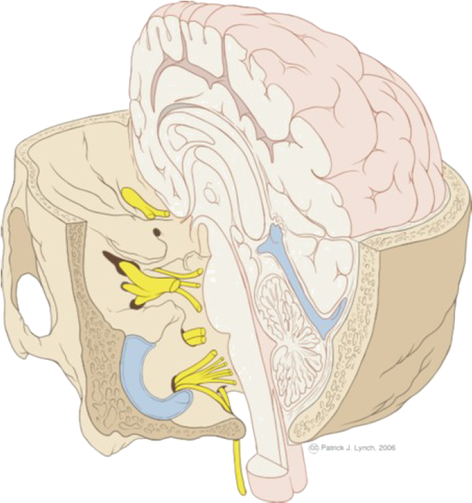The Entry Of Sensory Nerves Into The Brain - Brainstem And Base Of Skull (681x730), Png Download