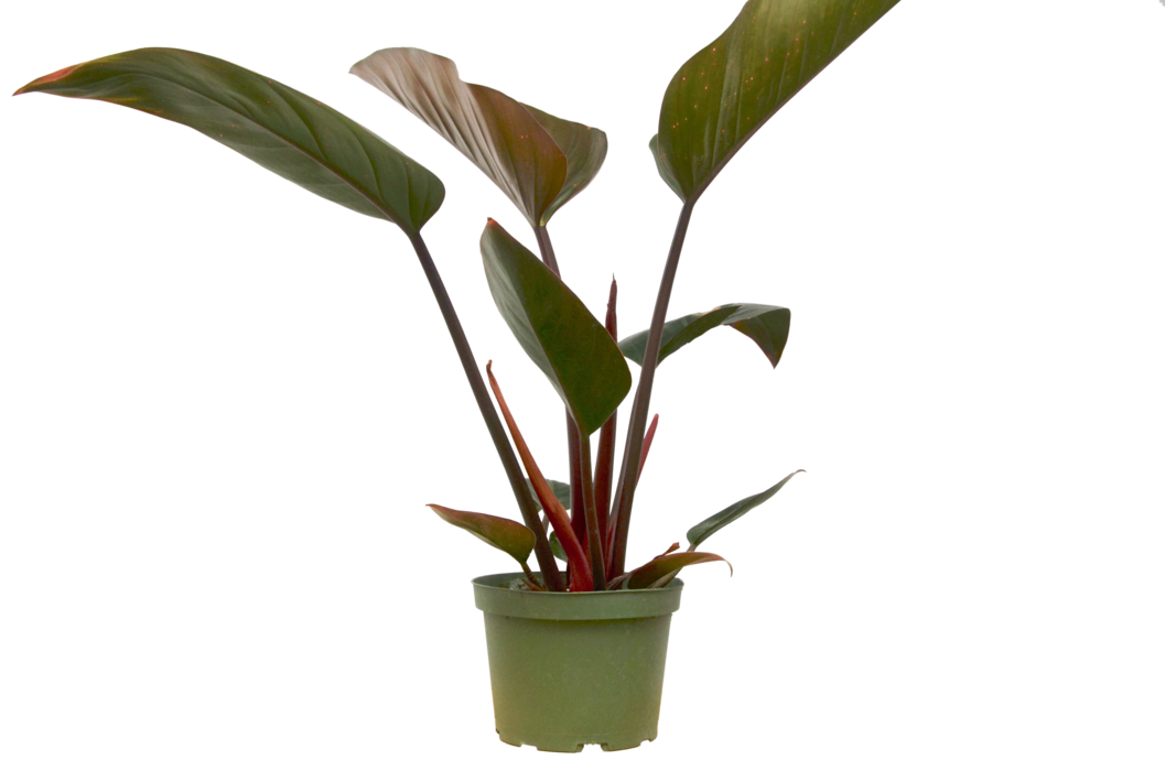 Philodendron 'erubescens' Blushing - Houseplant (1057x700), Png Download