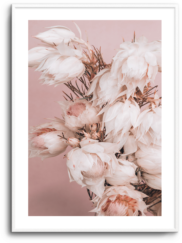 Blushing Bride No - Protea (812x1023), Png Download