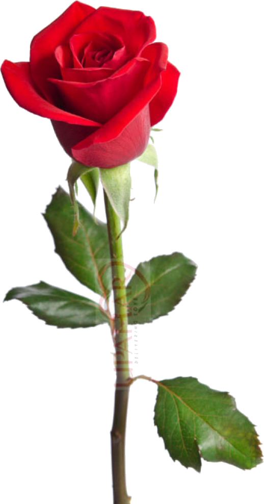They Can Be Used To Represent Perfect Beauty Or To - Red Rose Happy Birthday Wishes (518x988), Png Download