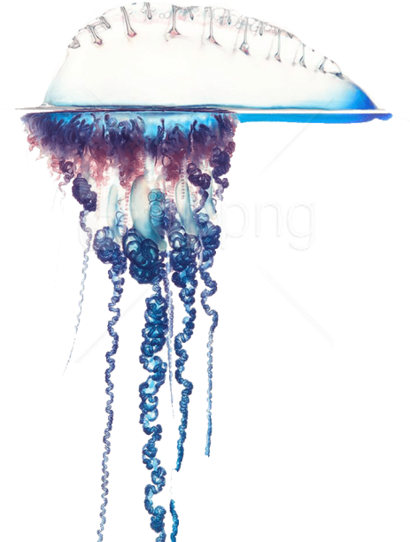 Free Png Download Blue Bottle Jellyfish Free Pictures - Portuguese Man Of War White Background (480x711), Png Download