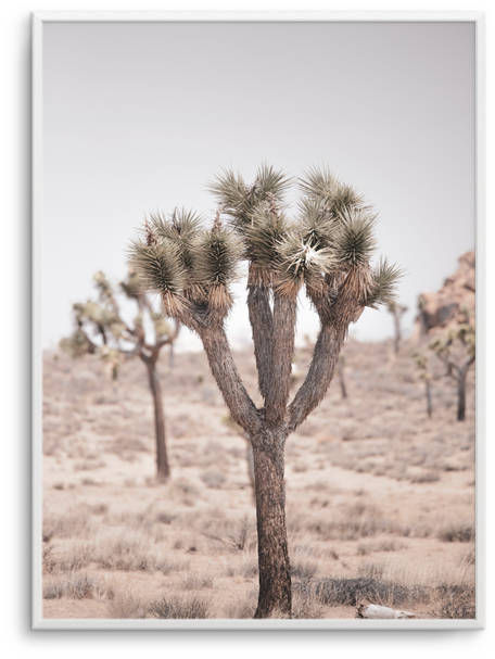 Cool Joshua Tree Pt (600x756), Png Download