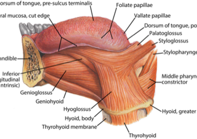 Drawn Tongue Tongue Anatomy - Diagram (640x480), Png Download