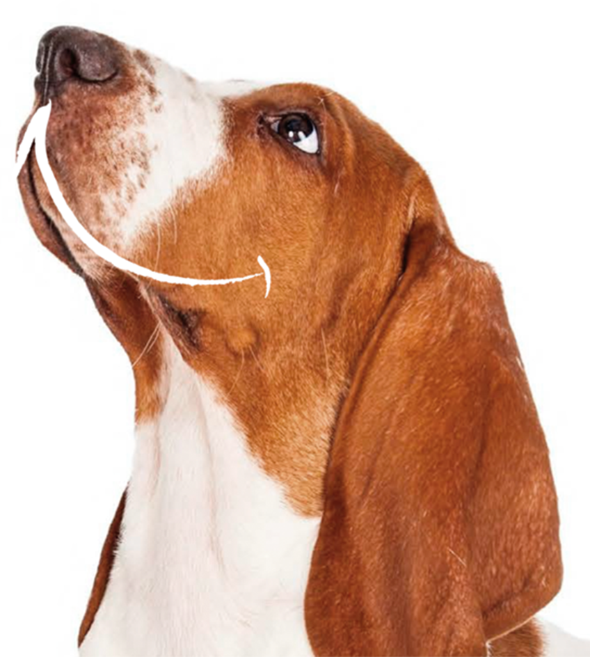 Basset Hound (848x944), Png Download