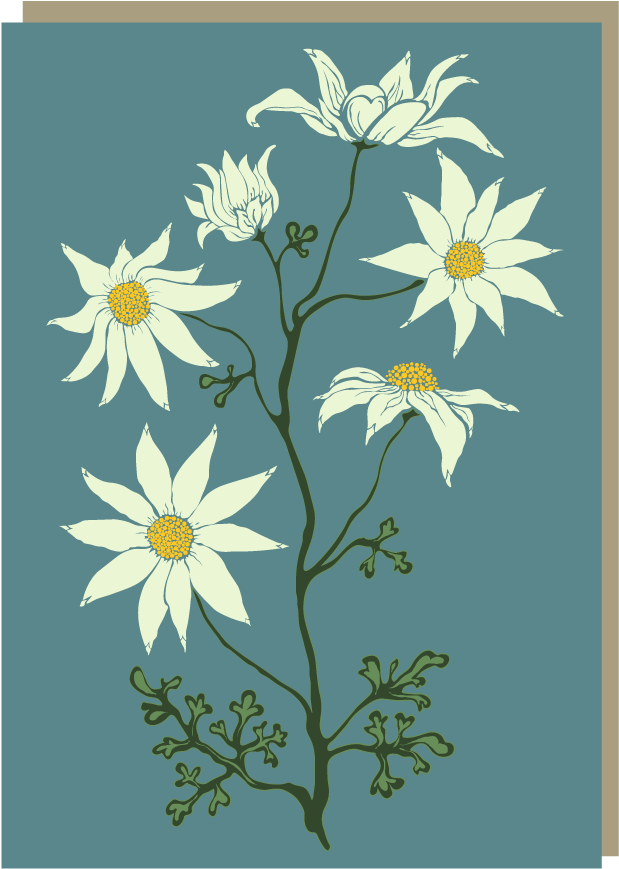 Flannel Flower (709x926), Png Download