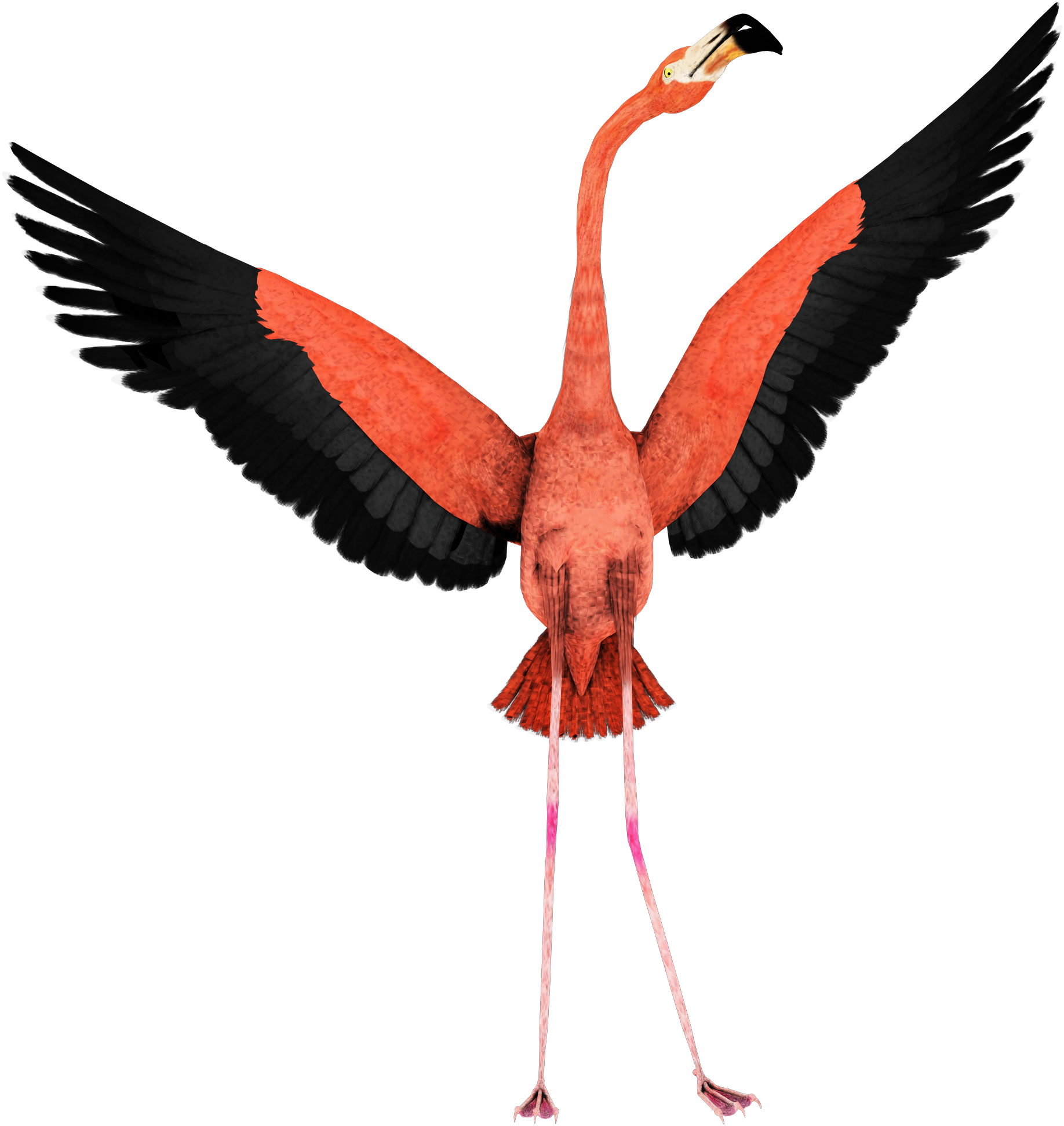 Flamingo (2500x2000), Png Download