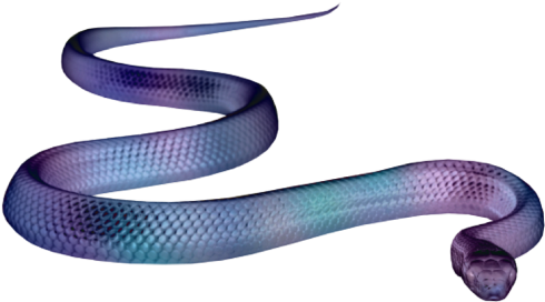 Eastern Indigo Snake (640x480), Png Download