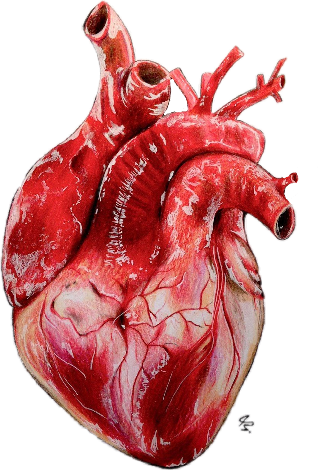 #heart #realistic - Drawing Realistic Heart (1024x1514), Png Download