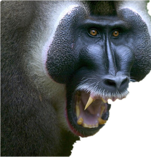Nigeria Animals (500x666), Png Download