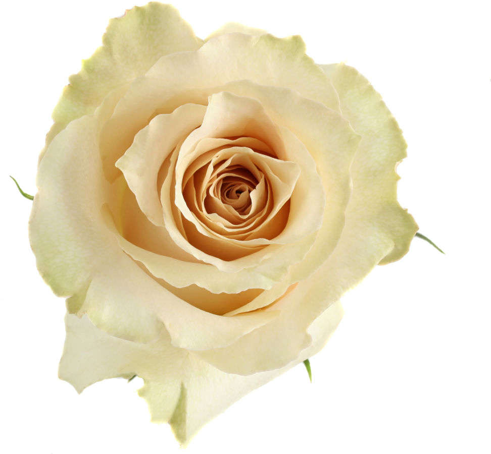 Available Stem Size - Floribunda (1024x1024), Png Download