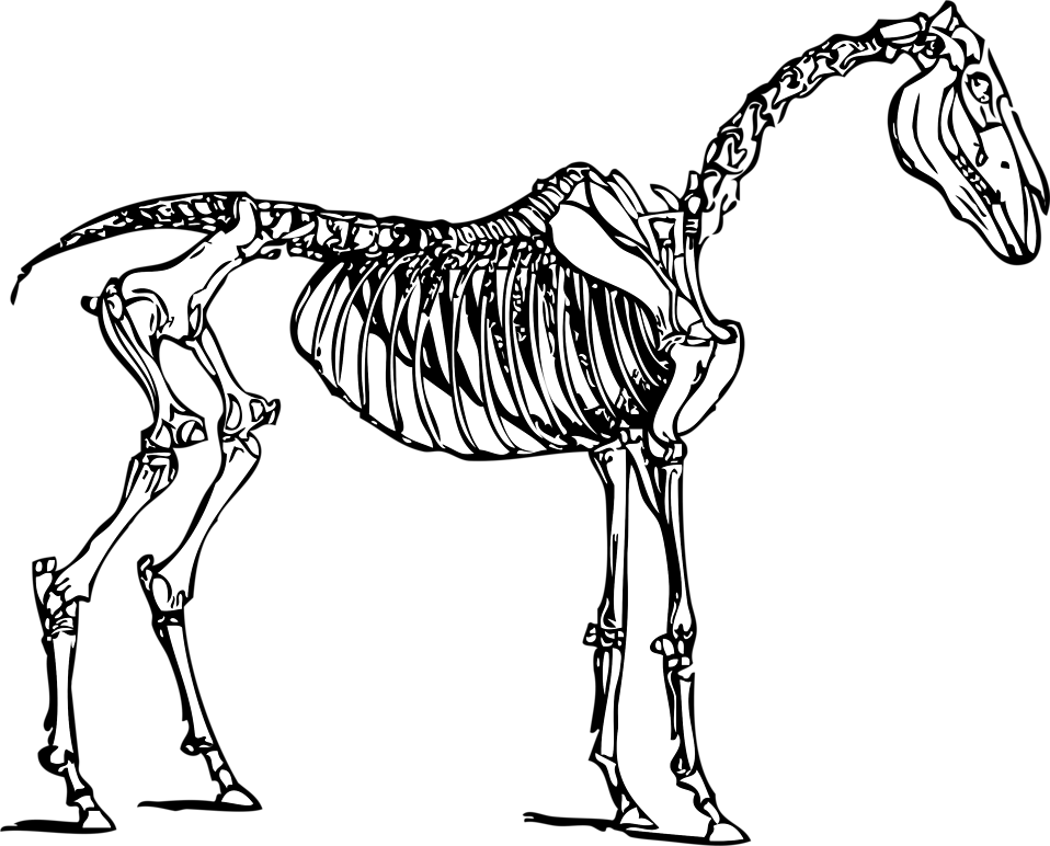 Skeliton Clipart Border - Horse Skeleton Clipart (958x772), Png Download