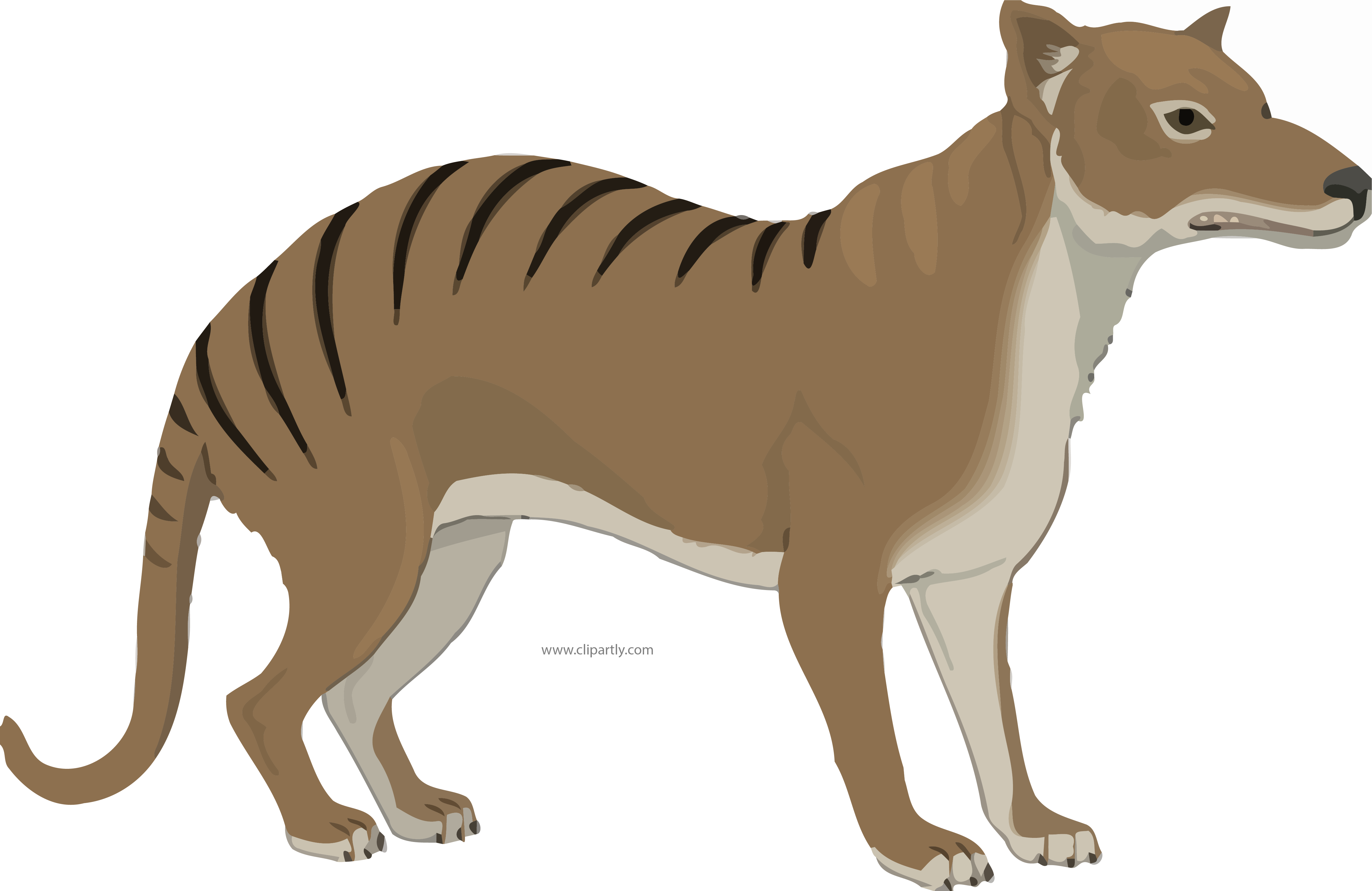 Thylacine Animal Clipart Png Image Download - Thylacine Clipart (4727x3070), Png Download