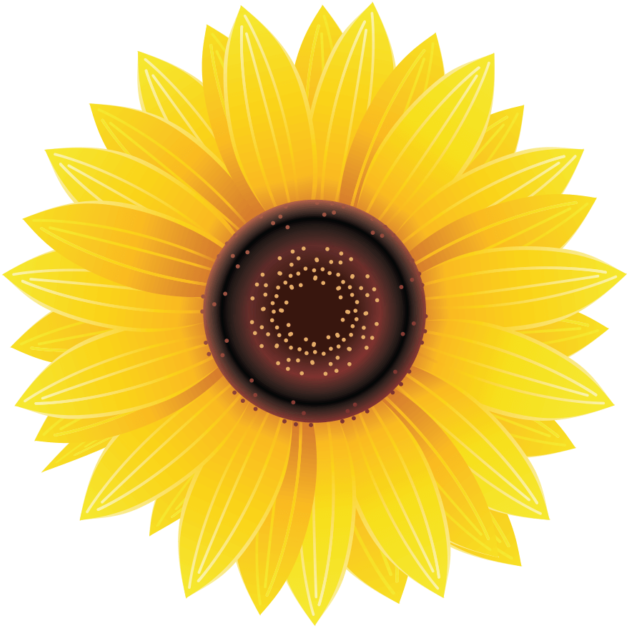 Sunflower Stock (715x715), Png Download