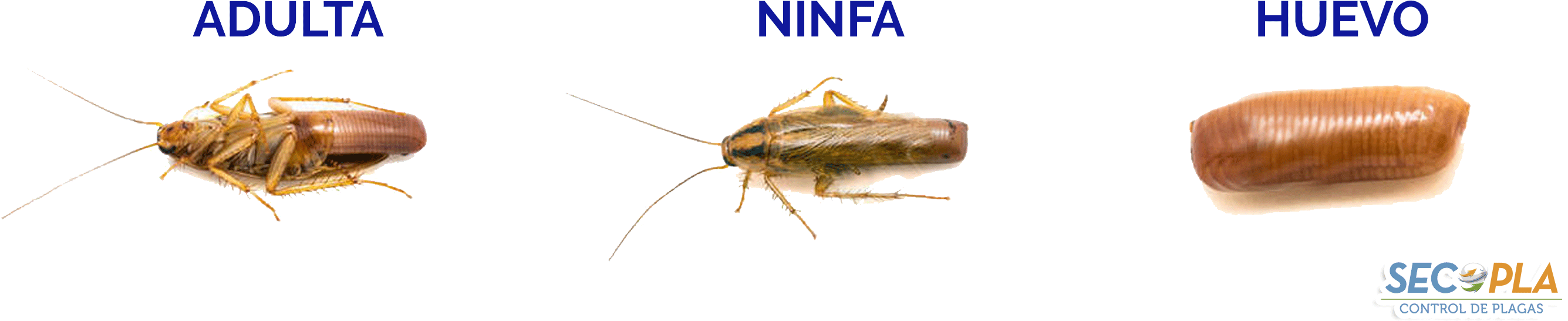 Al Final Entran En Su Etapa Adulta - Webbing Clothes Moth (2869x722), Png Download