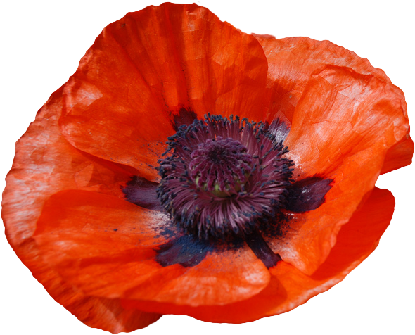 Flowers X - Oriental Poppy (675x513), Png Download