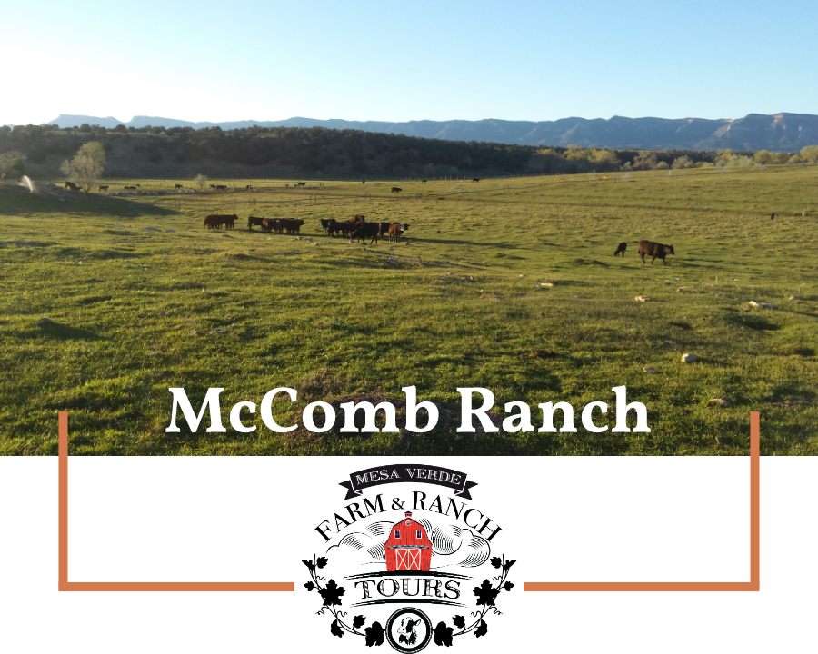 Mmcombe - Grassland (900x720), Png Download