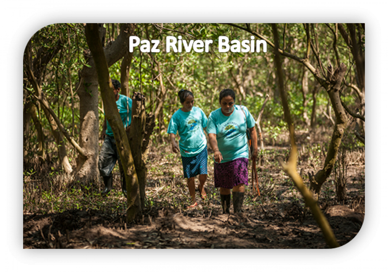 Bosques De Mangle, Garita Palmera - Walking (1560x1093), Png Download
