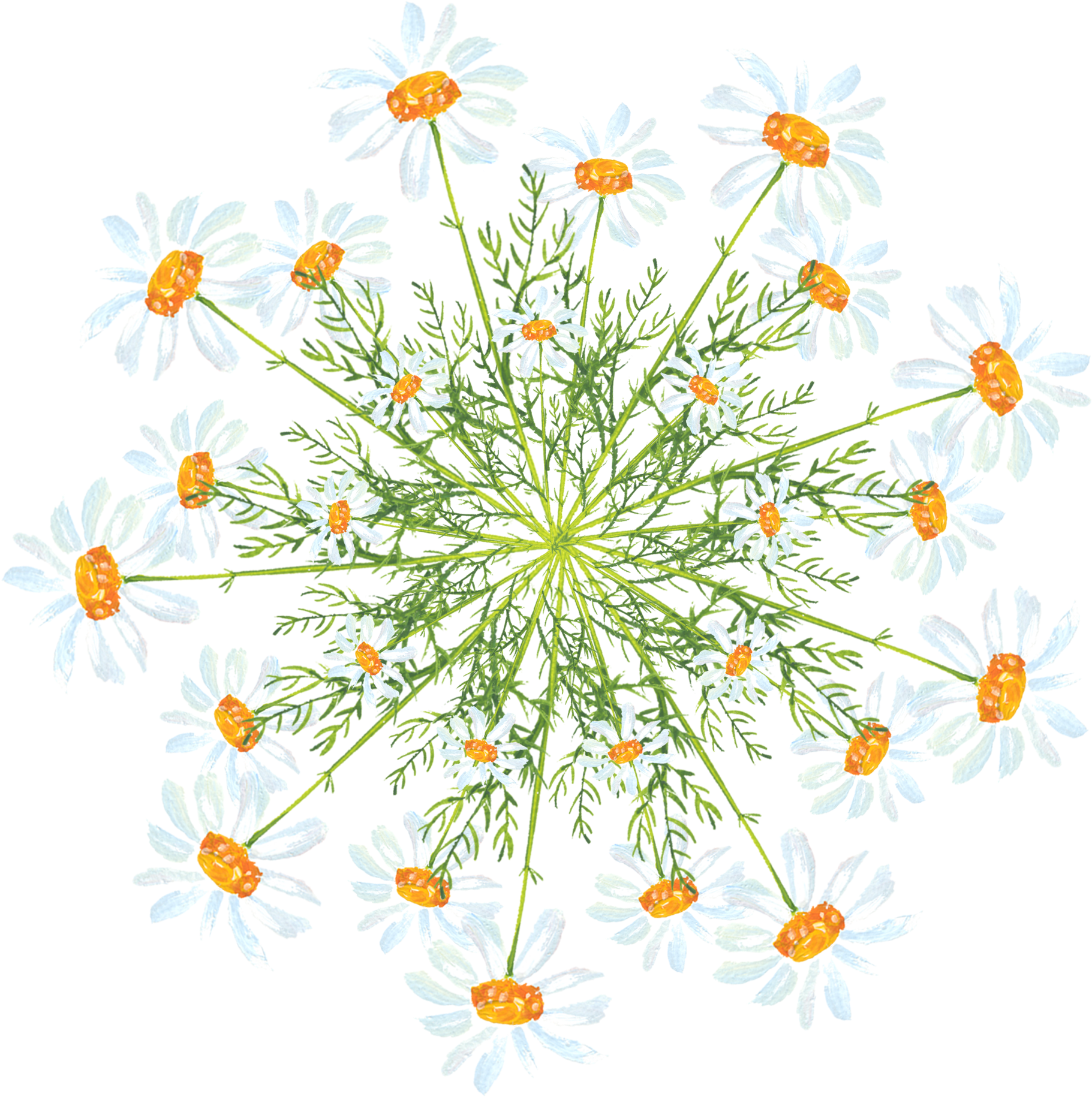 Simple Creative Watercolor Flower Decoration Png And - Marguerite Daisy (2000x2000), Png Download