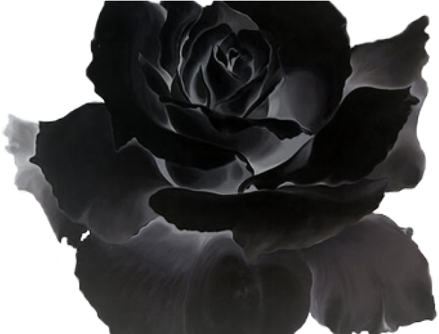 White Rose Clipart Tumblr Transparent - Garden Roses (640x480), Png Download