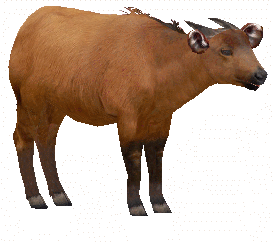 Congoam - Zt2 Congo Buffalo (562x562), Png Download