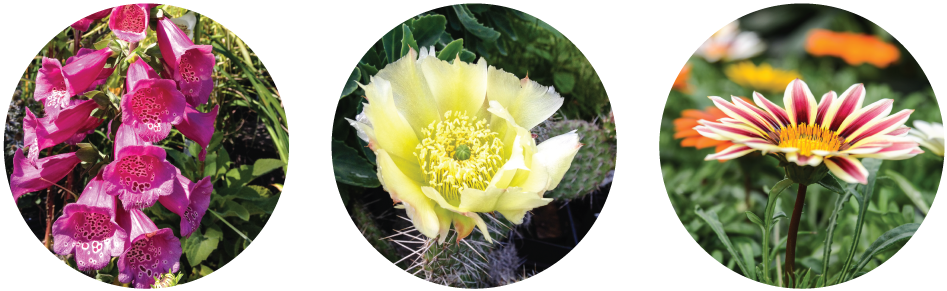 Brackenrig Nursery And Maintenance Has Been Growing - Nursery Flower Plants Png (1002x330), Png Download