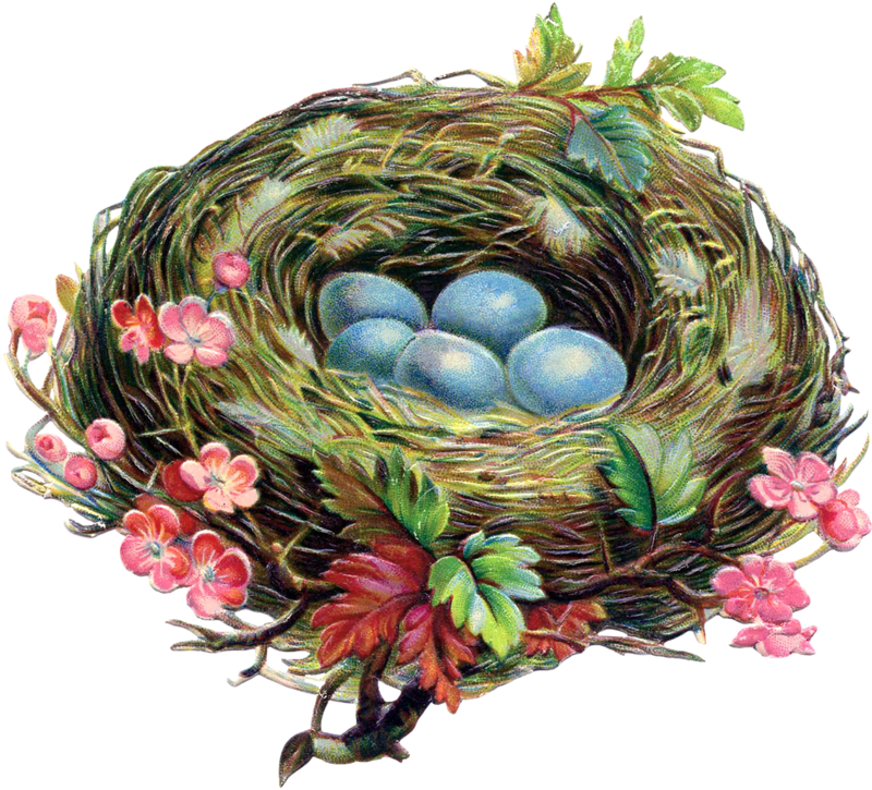 Яндекс - Фотки - Vintage Robin Nests (800x725), Png Download