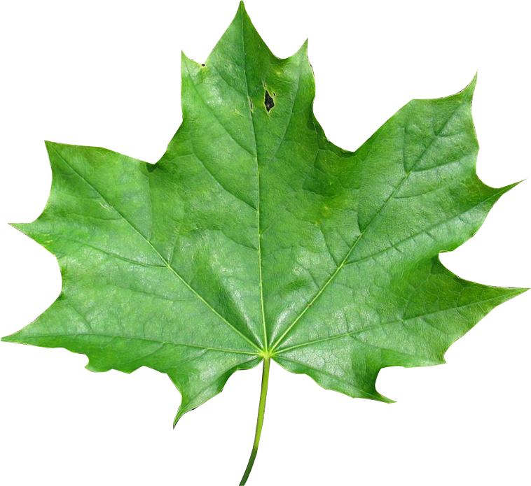 Export As - Maple Leaf (758x695), Png Download
