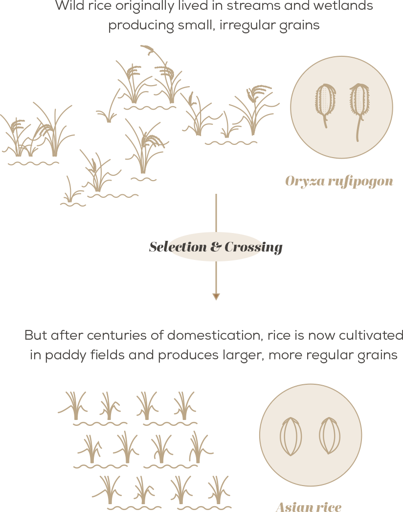 Sometimes It's Not So Easy, But Plant Breeders Have - Wild Crop Relatives (824x1046), Png Download