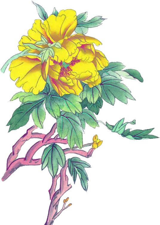 黄色牡丹 - Moutan Peony (610x1119), Png Download