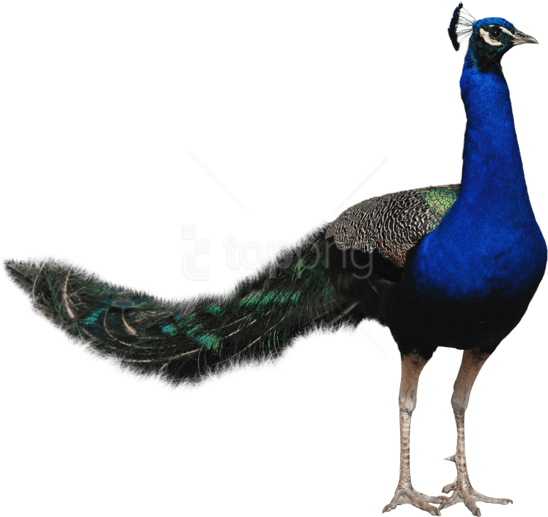 Free Png Download Peacock Png Images Background Png - Bird Png Hd Transparent (850x765), Png Download
