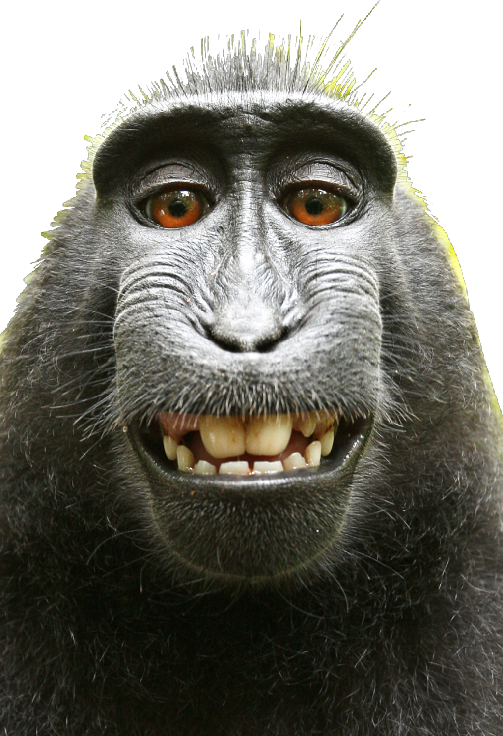 ##monkey #monkeys #funnymonkey #monkyface #selfie - David Slater Monkey (1024x1498), Png Download