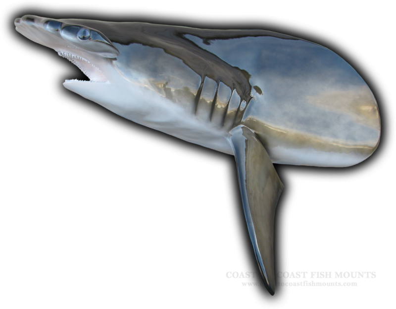 Hammerhead Shark Head Mount Cut From 118" Fish Replica - Hammerhead Shark Gills (800x623), Png Download