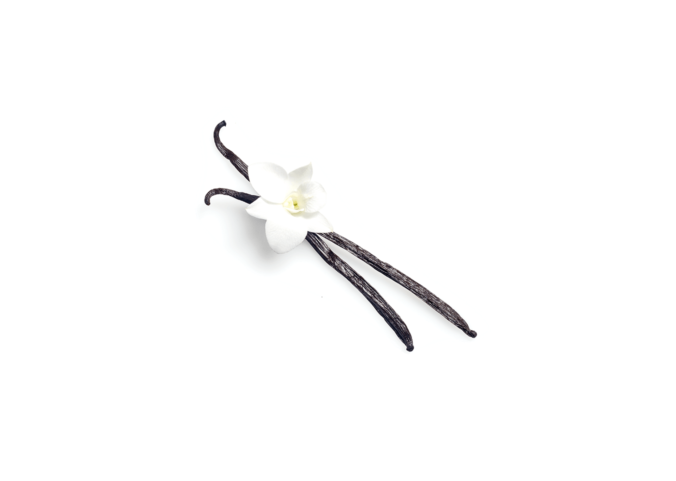 Madagascar Vanilla - Hymenocallis (1425x1050), Png Download