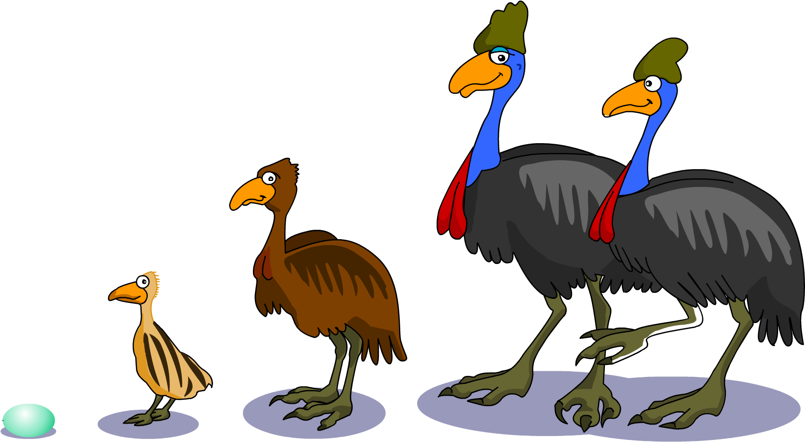Cartoon Animals Black And White Pictures - Southern Cassowary Life Cycle Of A Cassowary (1778x1528), Png Download