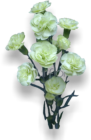 Brocoli - Garden Roses (652x532), Png Download