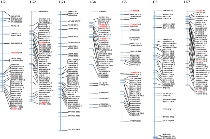 Mapa De Ligamiento De Fresa Diploide Tras La Localización - Calligraphy (850x496), Png Download