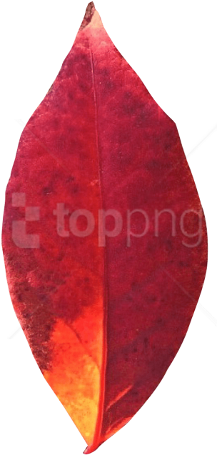 Free Png Download Autumn Leaf Png Images Background - Earrings (480x738), Png Download