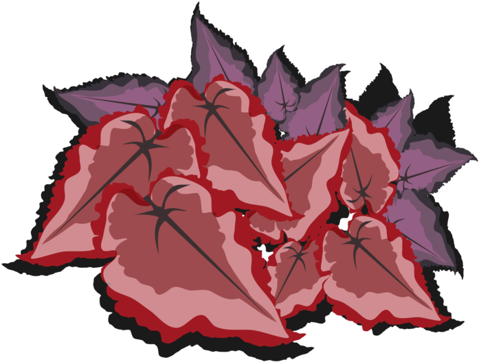 Begonia Maple Leaf Line Art - Illustration (750x750), Png Download