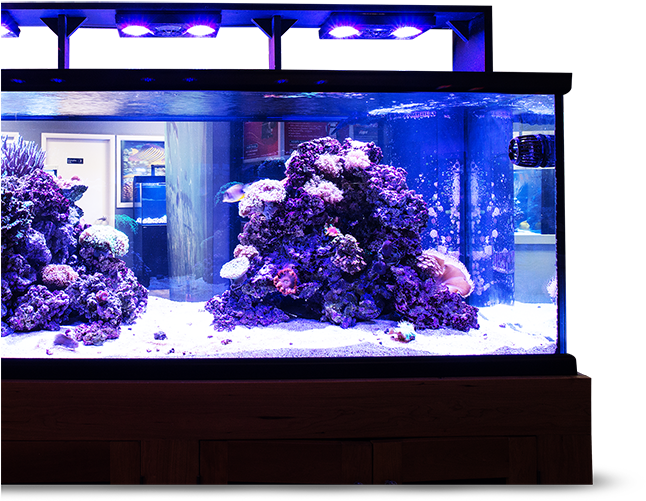 Layer - Aquarium Lighting (673x549), Png Download