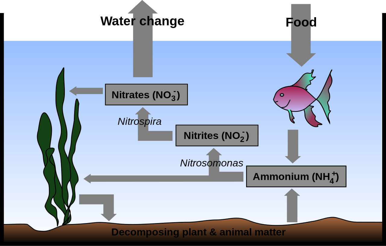 Aquarium Nitrogen Cycle - Nitrogen Cycle In Aquarium (1280x816), Png Download