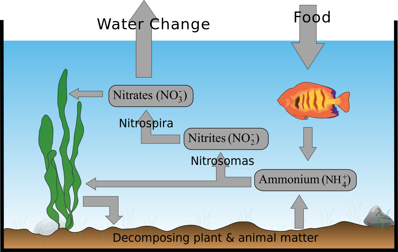 Aquarium Nitrogen Cyclezp - Nitrogen Cycle In An Aquarium (1280x810), Png Download