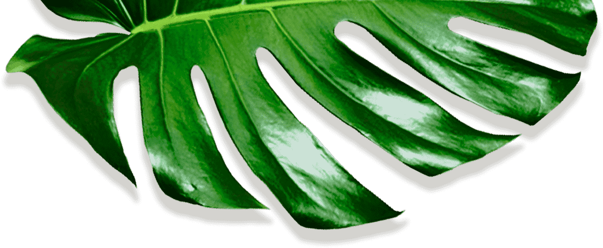 Movadex Design Agency Green Monstera Leaf Decoration - Okra (1207x496), Png Download