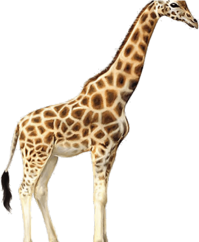 Giraffe Clipart Clear Background - Giraffe Jpg (640x480), Png Download