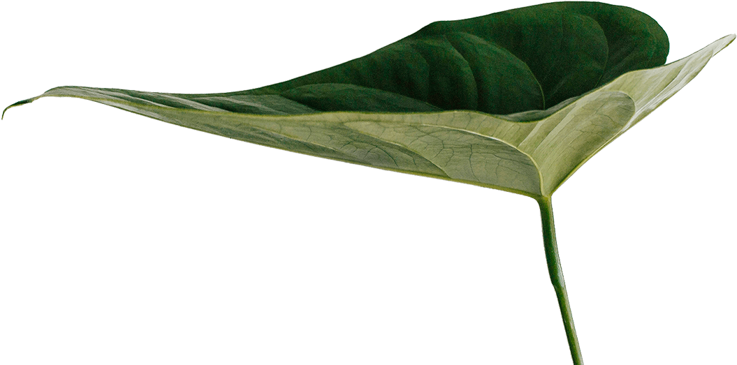 Facial Elixir Mist - Macro Photography (1904x527), Png Download