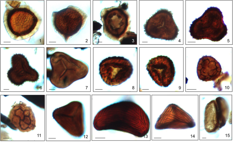 Biostratigraphy Selected Sample - Thread (991x602), Png Download
