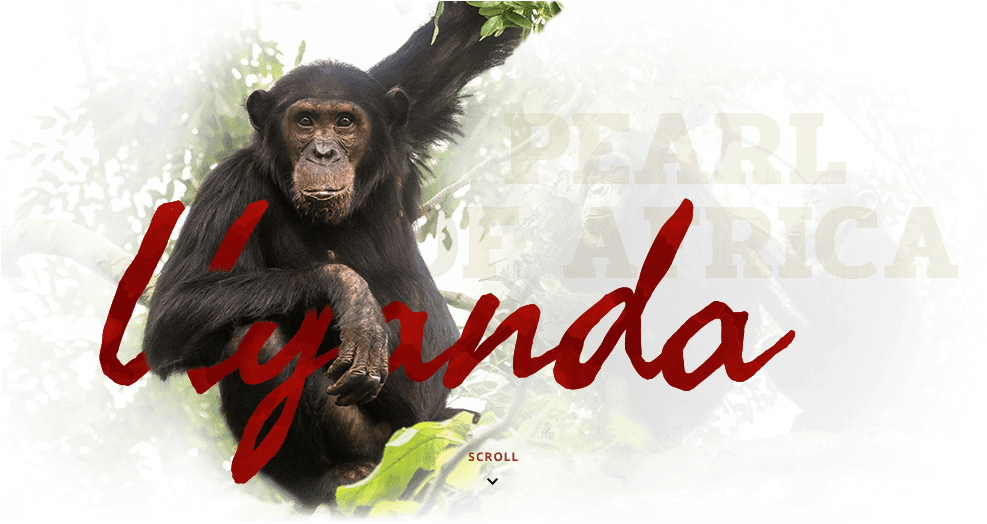 Uganda - Common Chimpanzee (986x536), Png Download