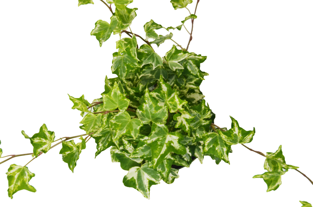 English Ivy 'kolibre' - Holly (1057x700), Png Download