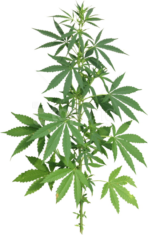 Free Png Cannabis Png Images Transparent - Cannabis Png (481x765), Png Download
